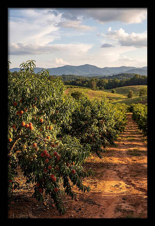 Farm Peach Orchard Serenity