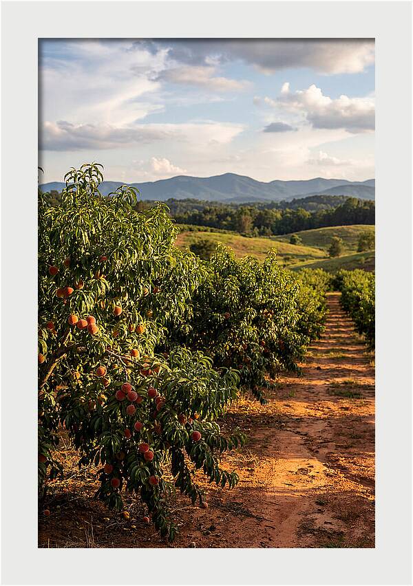 Farm Peach Orchard Serenity