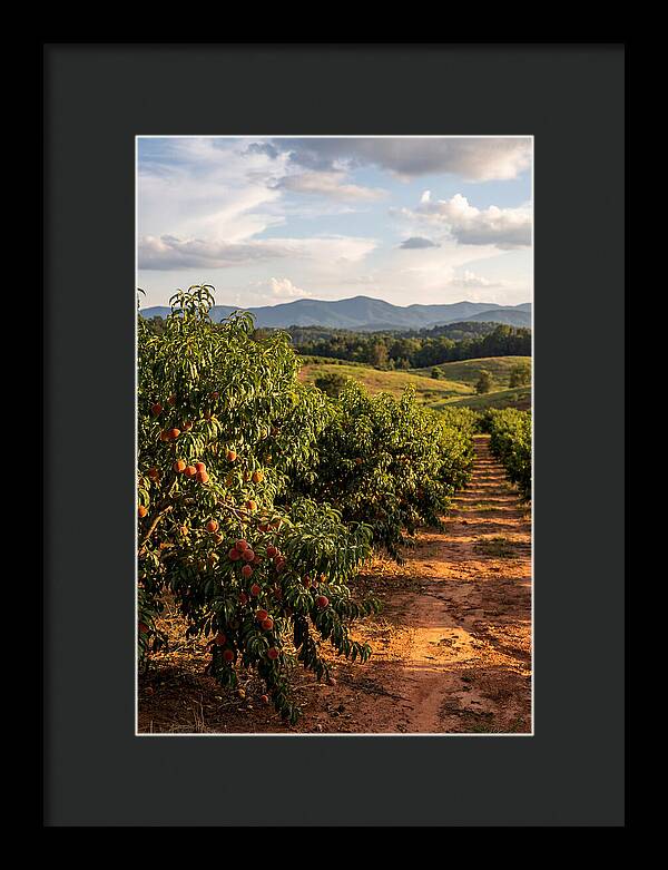 Farm Peach Orchard Serenity