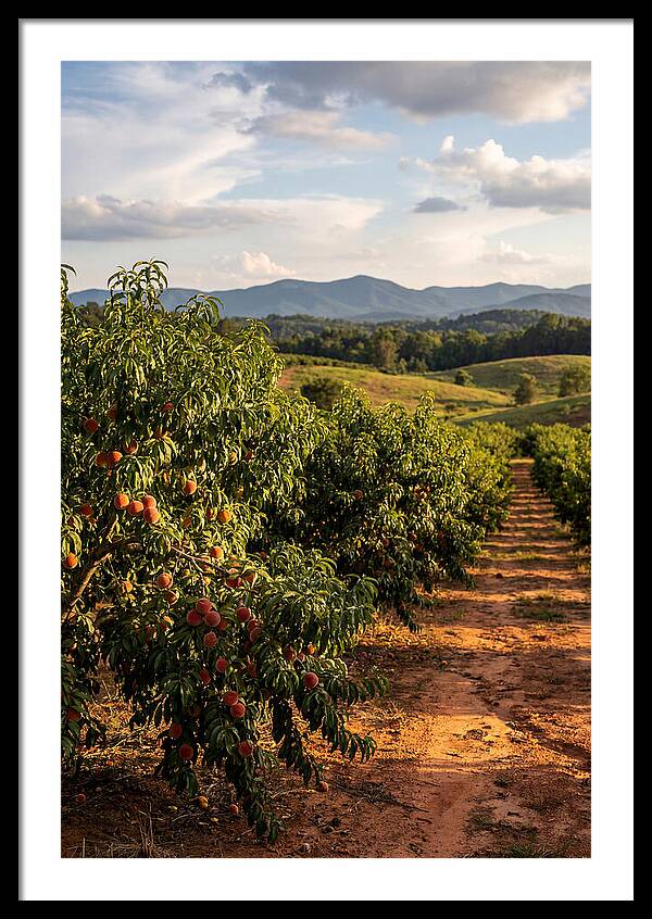 Farm Peach Orchard Serenity