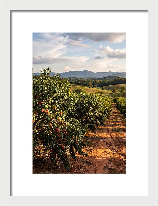 Farm Peach Orchard Serenity