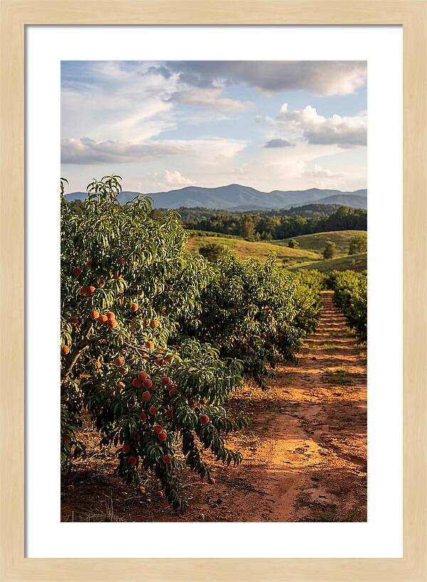 Farm Peach Orchard Serenity