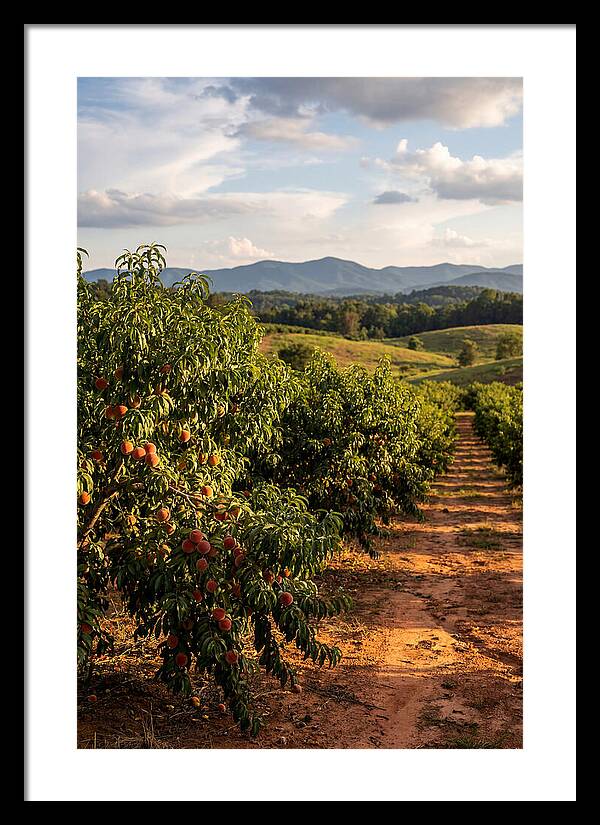 Farm Peach Orchard Serenity
