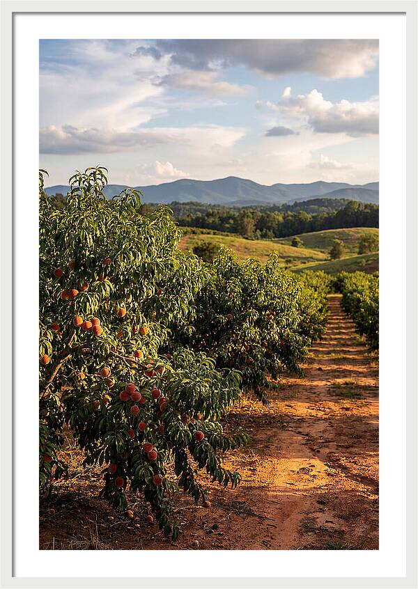 Farm Peach Orchard Serenity