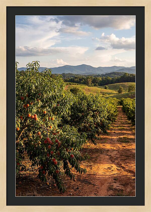 Farm Peach Orchard Serenity