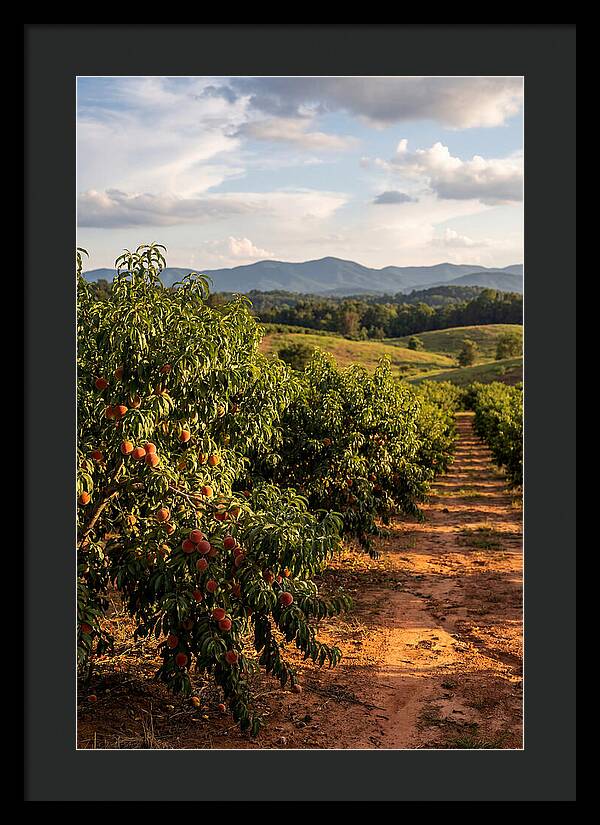 Farm Peach Orchard Serenity