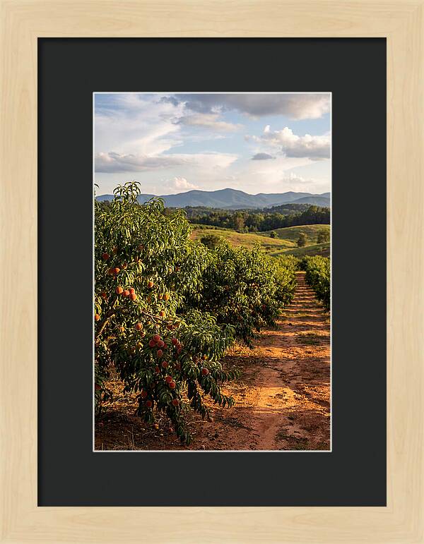 Farm Peach Orchard Serenity
