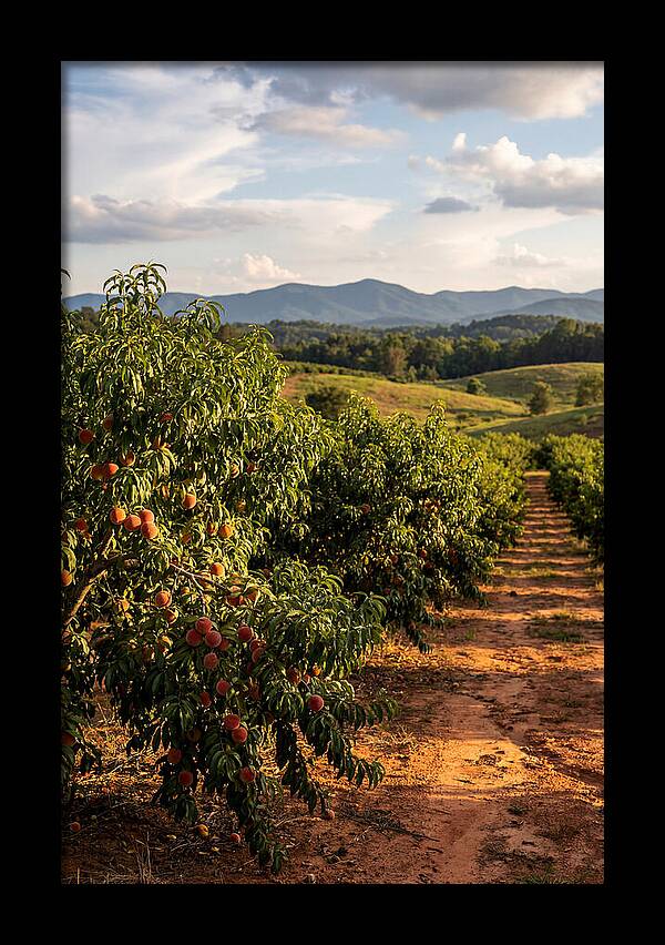 Farm Peach Orchard Serenity