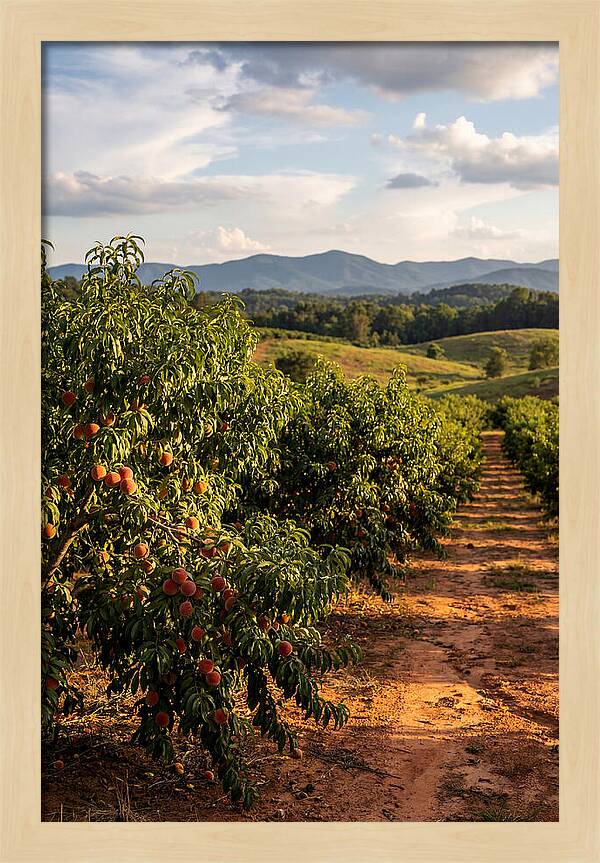 Farm Peach Orchard Serenity