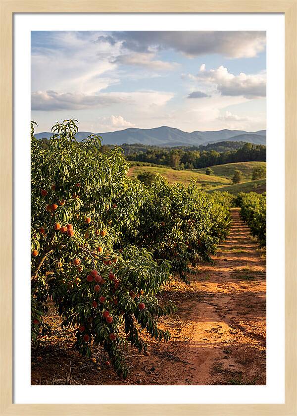 Farm Peach Orchard Serenity