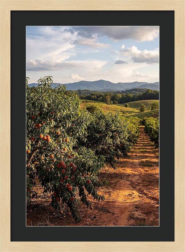Farm Peach Orchard Serenity