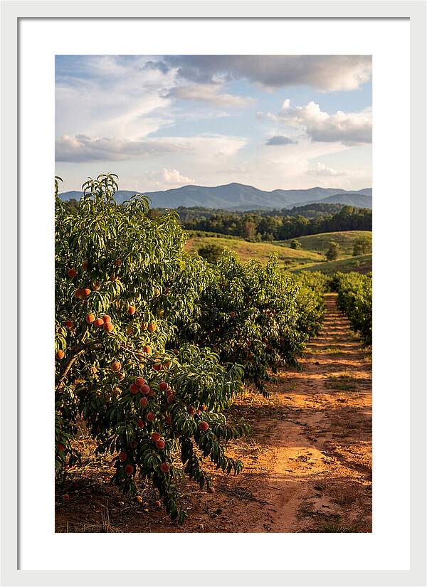 Farm Peach Orchard Serenity