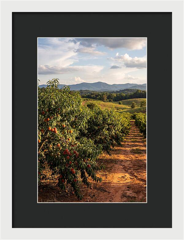 Farm Peach Orchard Serenity