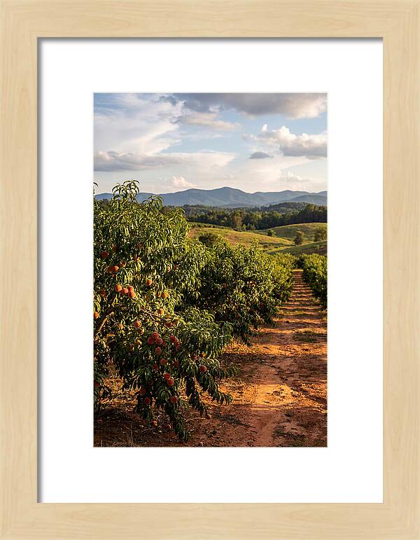 Farm Peach Orchard Serenity