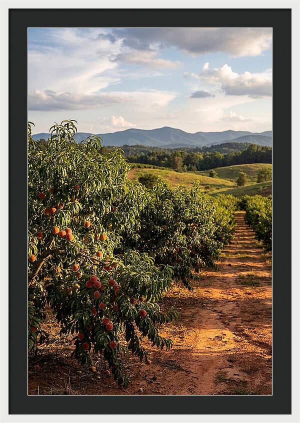 Farm Peach Orchard Serenity