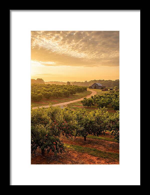 Farm Peach Sunrise Serenity
