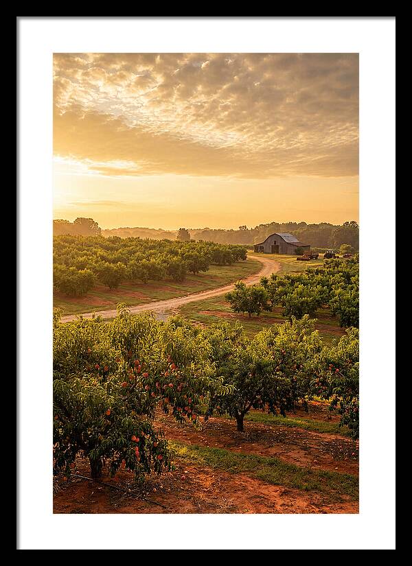Farm Peach Sunrise Serenity