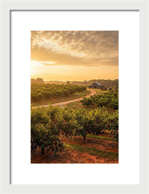Farm Peach Sunrise Serenity
