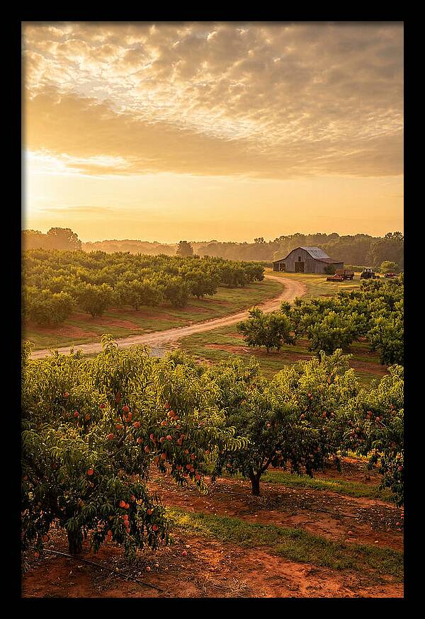 Farm Peach Sunrise Serenity