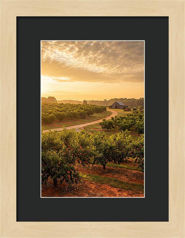 Farm Peach Sunrise Serenity