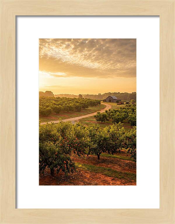 Farm Peach Sunrise Serenity
