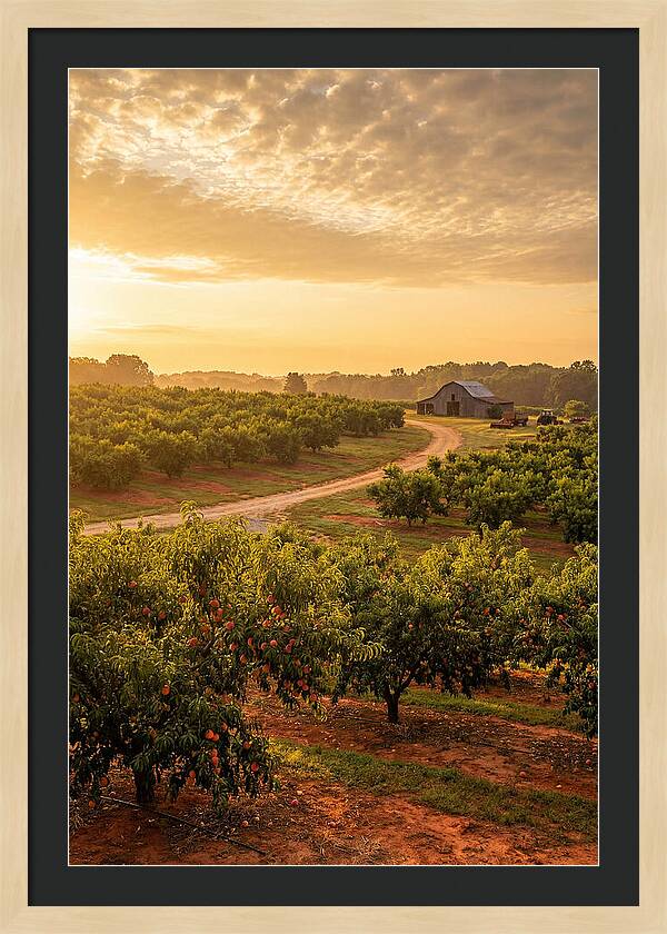 Farm Peach Sunrise Serenity