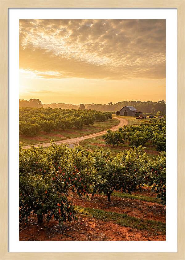 Farm Peach Sunrise Serenity