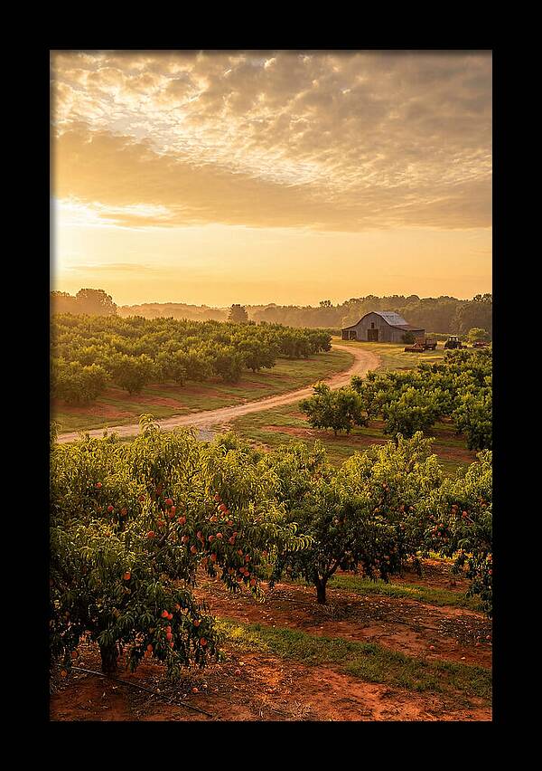 Farm Peach Sunrise Serenity