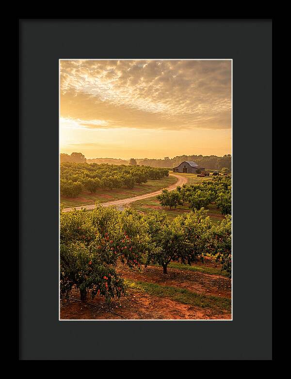 Farm Peach Sunrise Serenity