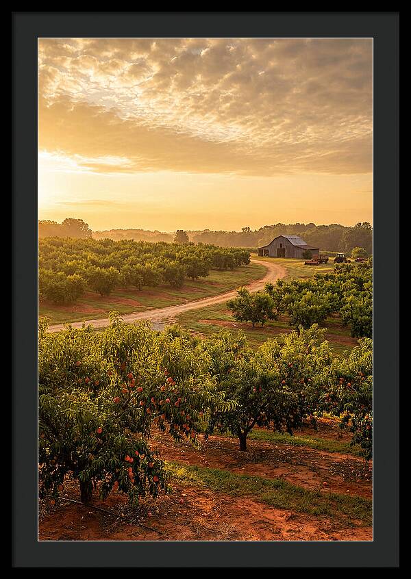 Farm Peach Sunrise Serenity