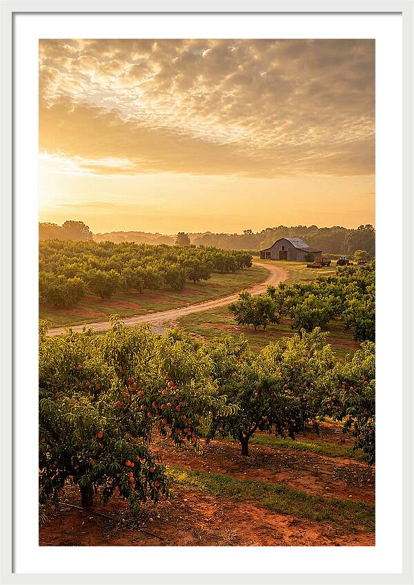 Farm Peach Sunrise Serenity