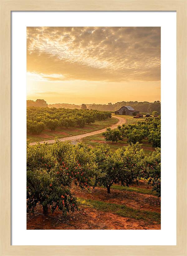 Farm Peach Sunrise Serenity