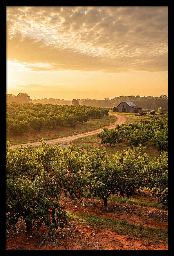 Farm Peach Sunrise Serenity