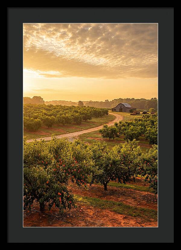 Farm Peach Sunrise Serenity
