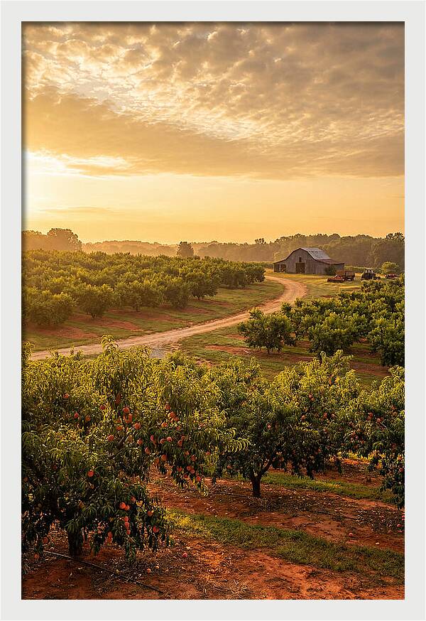 Farm Peach Sunrise Serenity