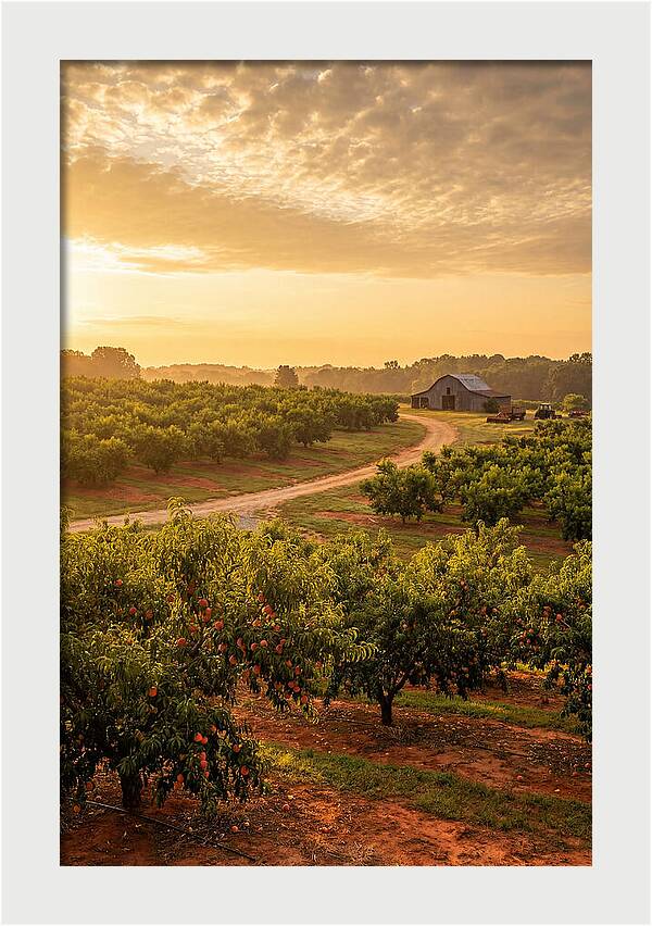 Farm Peach Sunrise Serenity