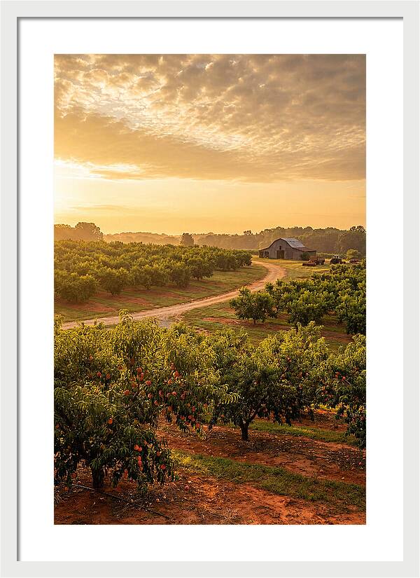 Farm Peach Sunrise Serenity