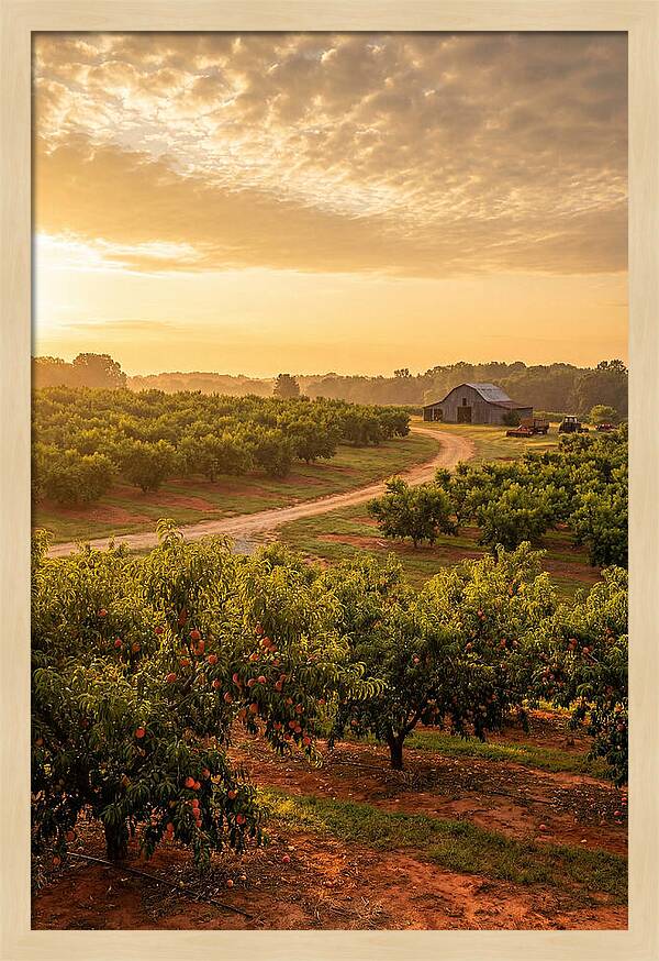 Farm Peach Sunrise Serenity