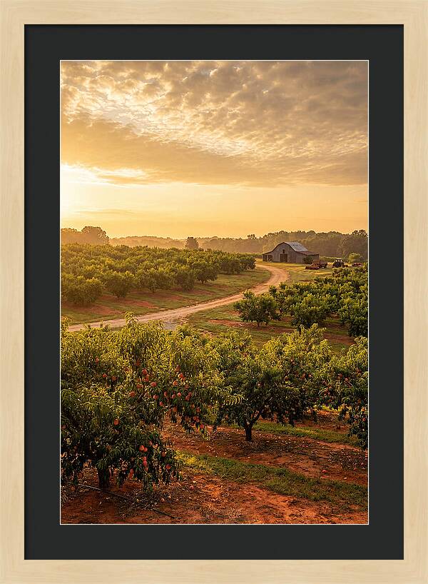 Farm Peach Sunrise Serenity