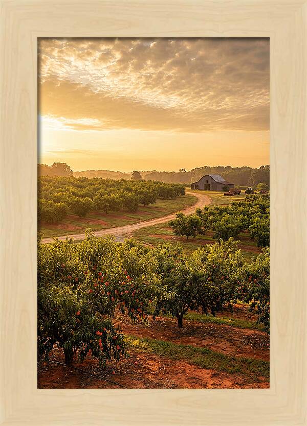 Farm Peach Sunrise Serenity