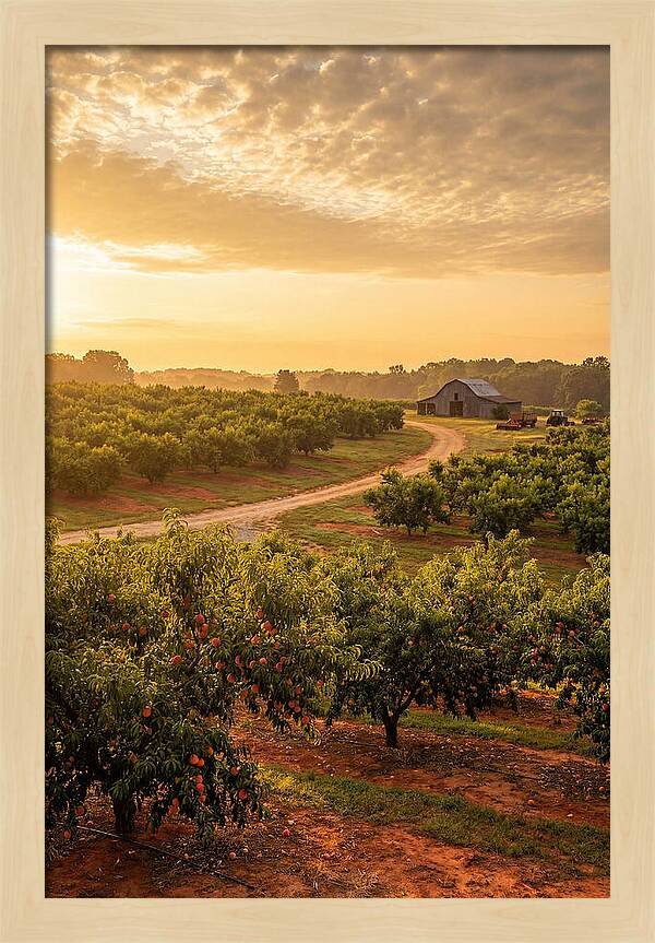 Farm Peach Sunrise Serenity
