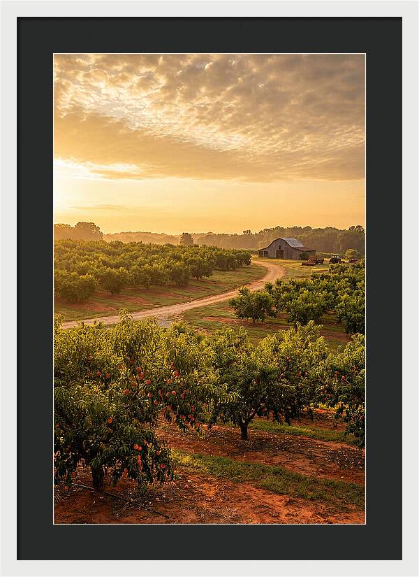 Farm Peach Sunrise Serenity