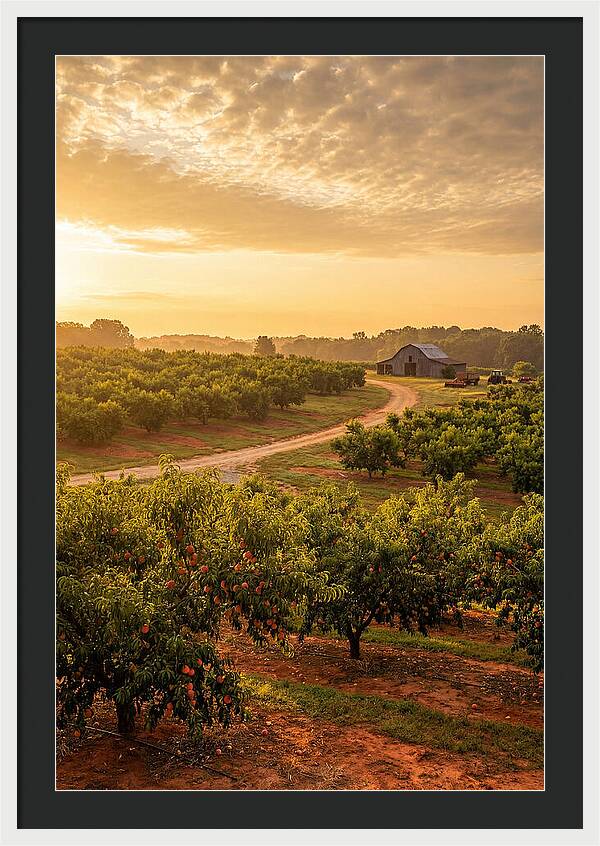 Farm Peach Sunrise Serenity