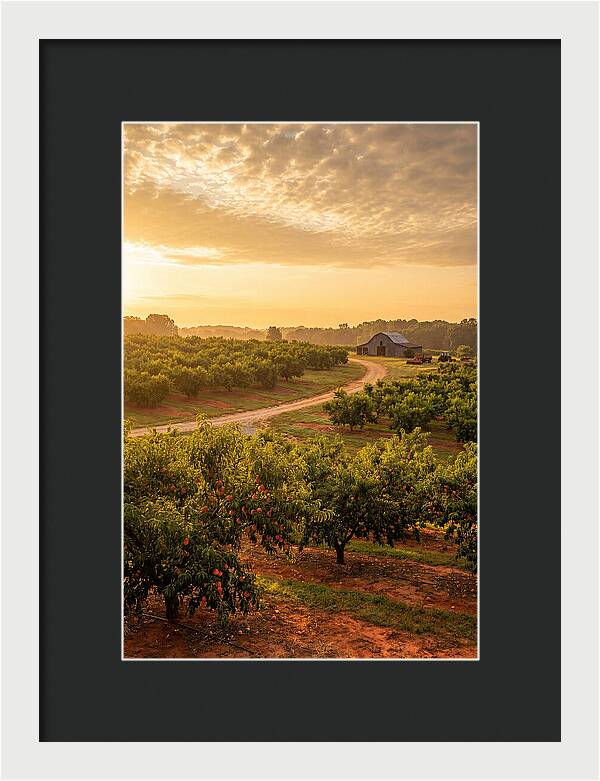Farm Peach Sunrise Serenity