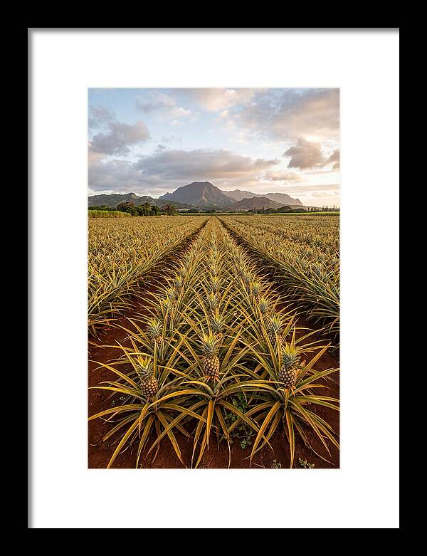 Farm Pineapple Fields In Hawaii