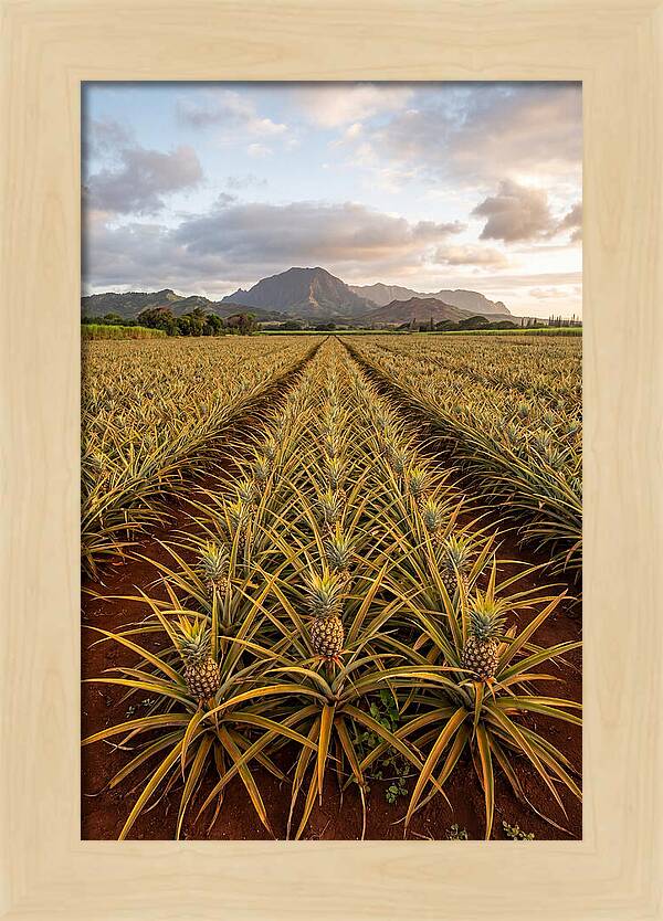 Farm Pineapple Fields In Hawaii