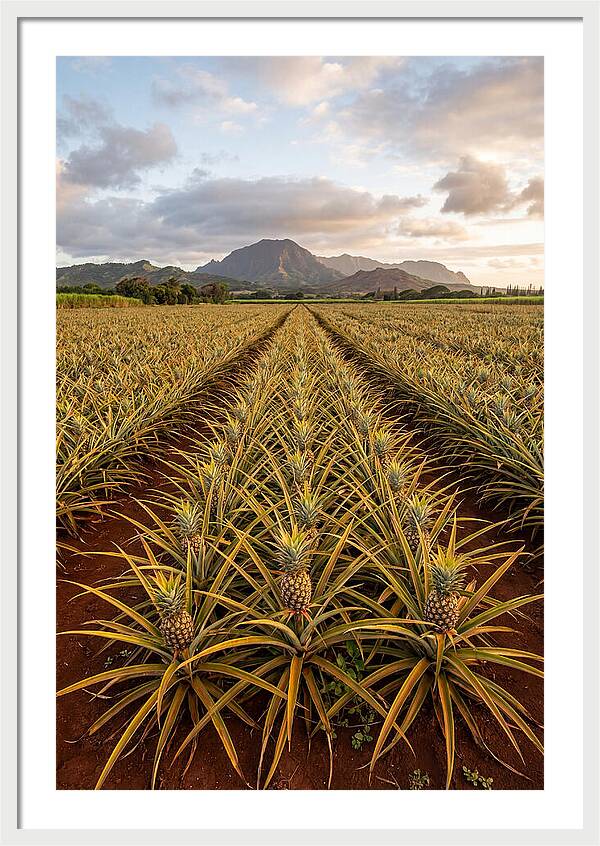 Farm Pineapple Fields In Hawaii