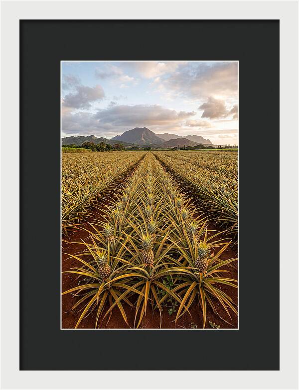Farm Pineapple Fields In Hawaii
