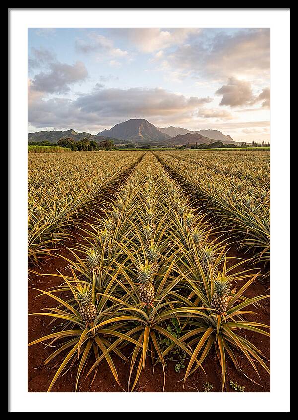Farm Pineapple Fields In Hawaii