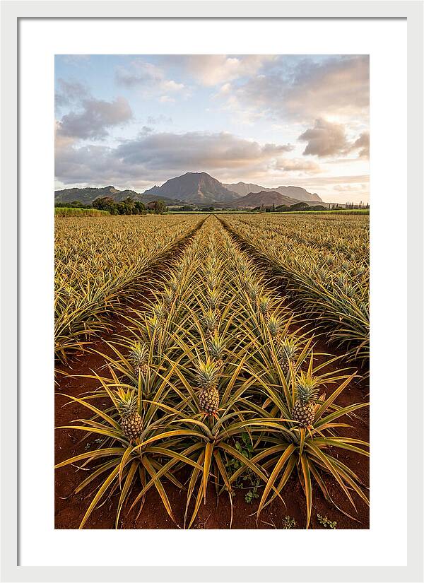 Farm Pineapple Fields In Hawaii